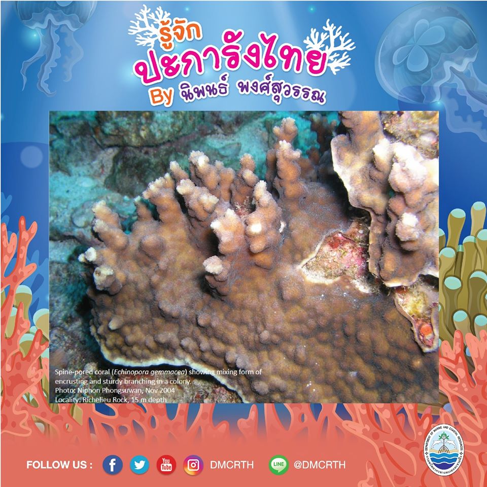 พาท่องโลกใต้ทะเล ทำความรู้จักปะการังวันละตัว #๔๓