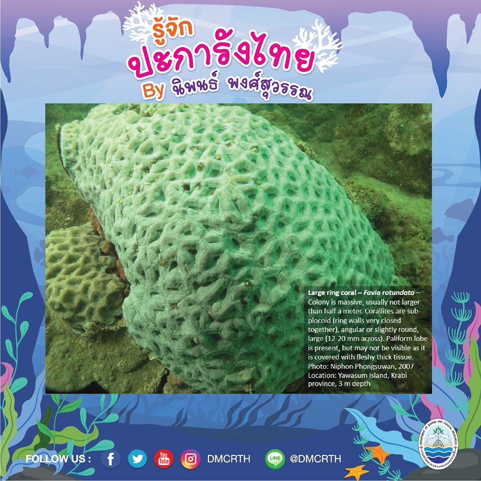 พาท่องโลกใต้ทะเล ทำความรู้จักปะการังวันละตัว #๗๑