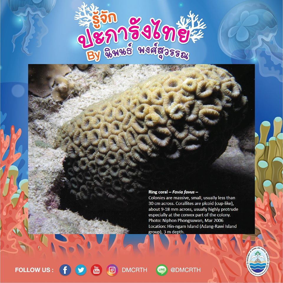 พาท่องโลกใต้ทะเล ทำความรู้จักปะการังวันละตัว #๗๒