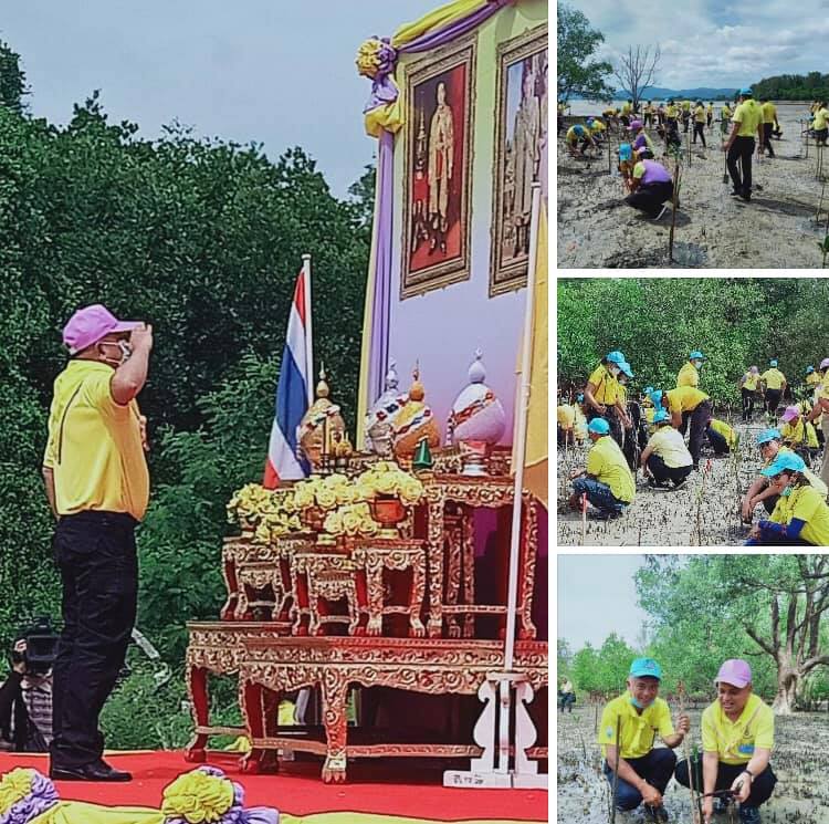 ผู้ว่าฯ ภูเก็ต นำปลูกป่าชายเลนเฉลิมพระเกียรติฯ ในหลวง