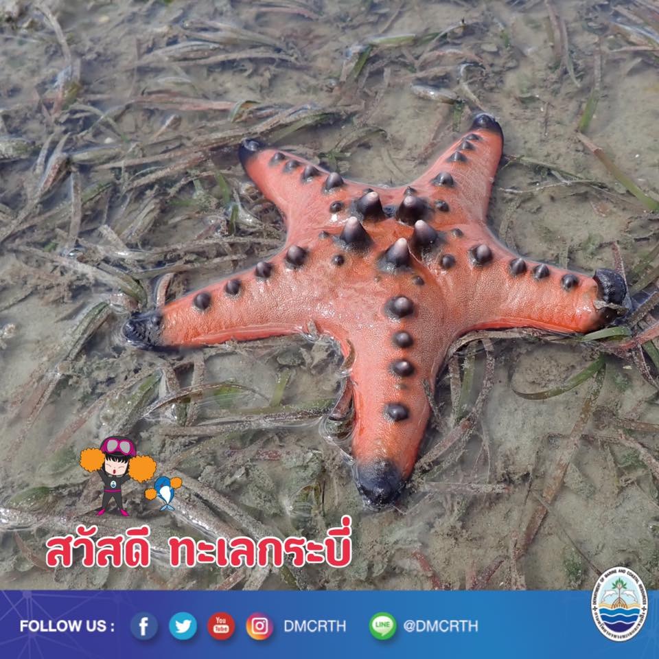 สวัสดี พี่น้องเครือข่ายอนุรักษ์ทะเลไทย