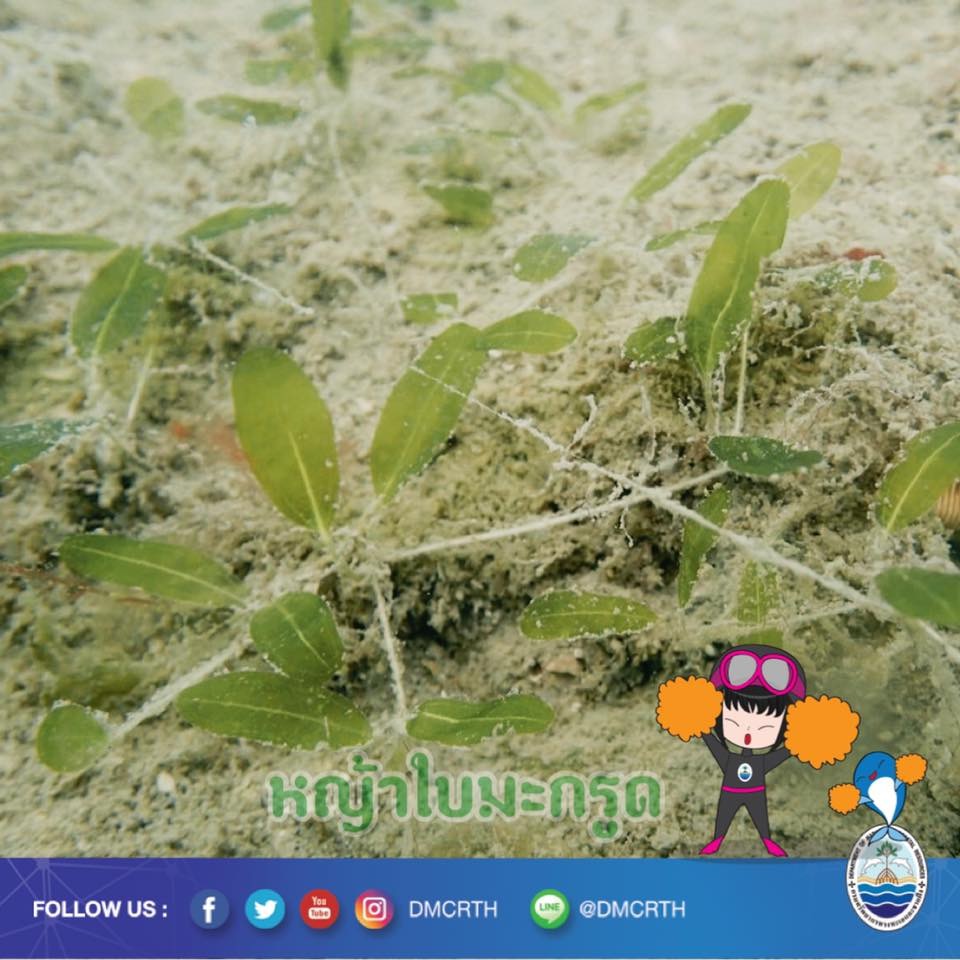 สวัสดี พี่น้องเครือข่ายอนุรักษ์ทะเลไทย