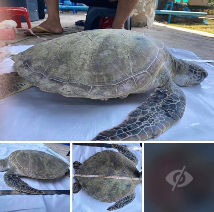 พบเต่าตนุตาย เกยหาดบนเกาะลันตา