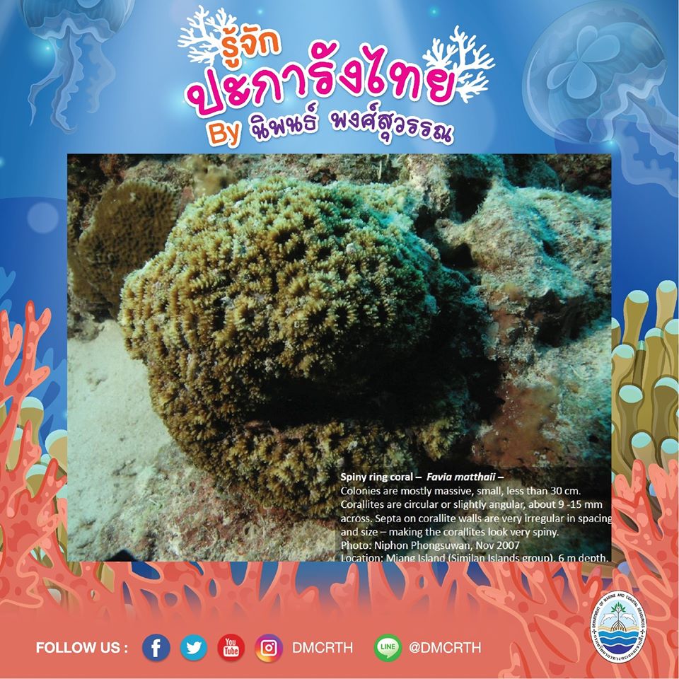 พาท่องโลกใต้ทะเล ทำความรู้จักปะการังวันละตัว #๗๓