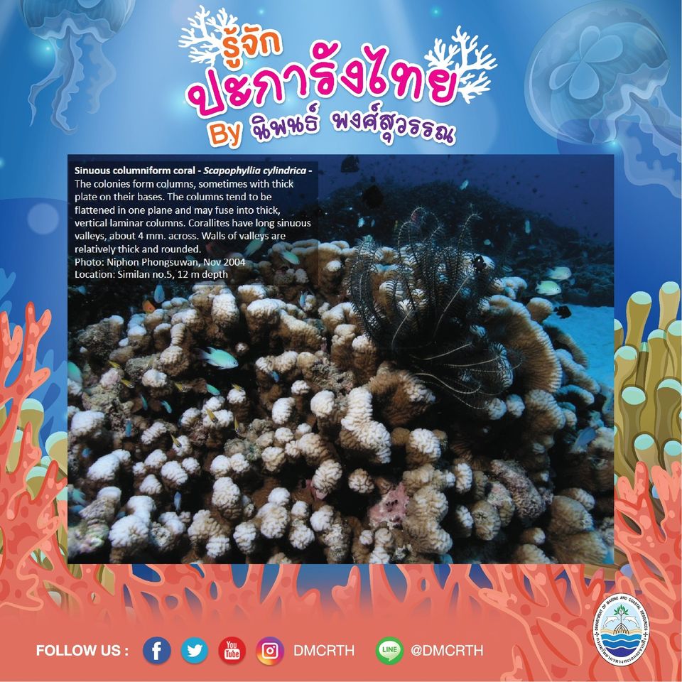 พาท่องโลกใต้ทะเล ทำความรู้จักปะการังวันละตัว #๑๐๔