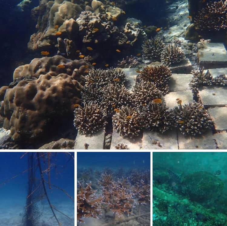 พาชมแปลงฟื้นฟูปะการังทะเลพีพี ใต้ทะเลยังสวยใส