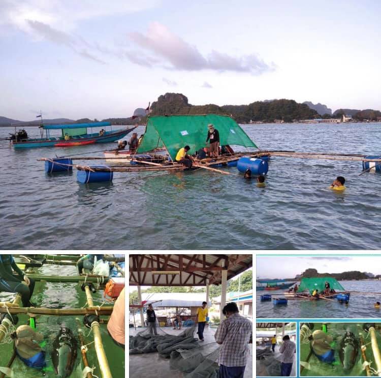 ทีมเจ้าหน้าที่ร่วมมือชาวประมงเย็บอวน ทำกระชังให้วาฬทรงตัว