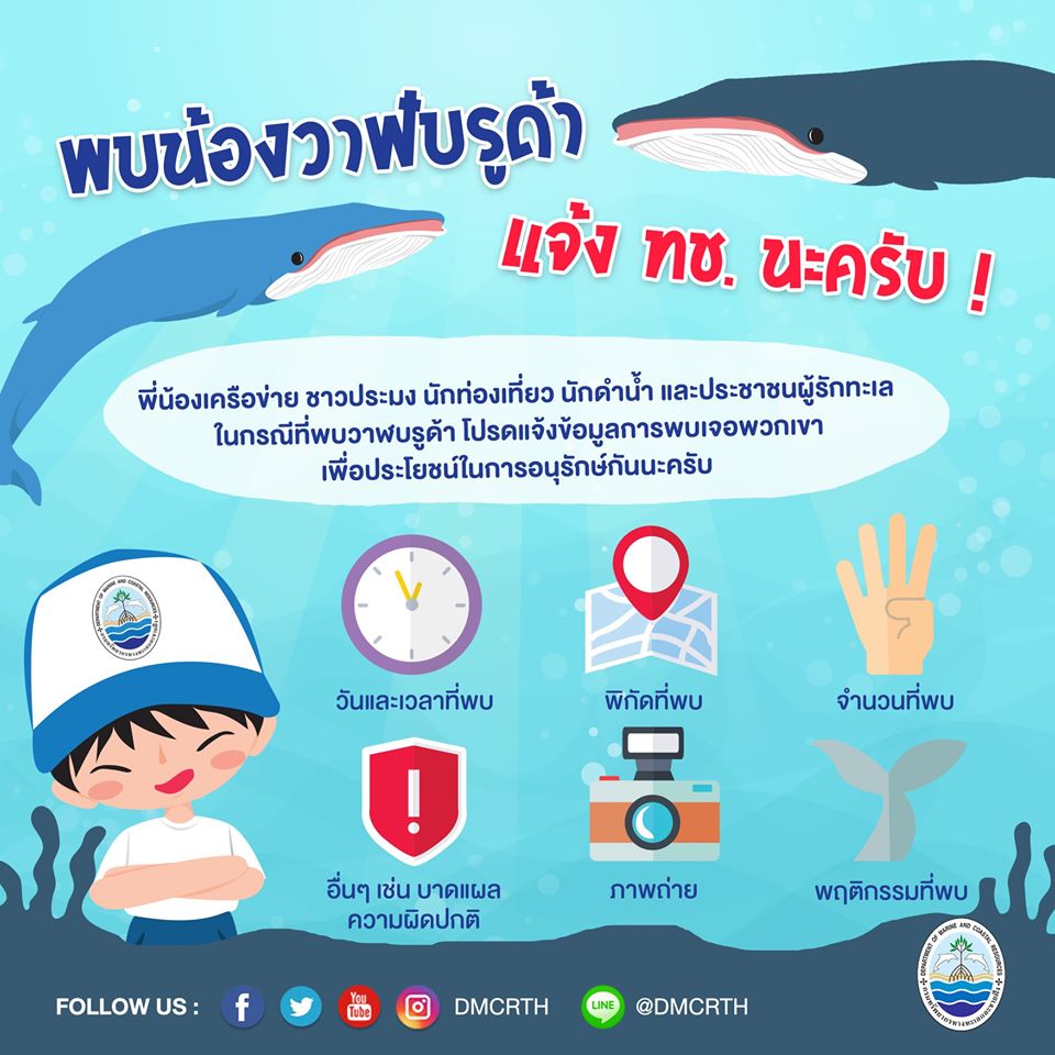 พบเห็นวาฬบรูด้า แจ้งเราด้วยมาช่วยกันเติมเต็มข้อมูล