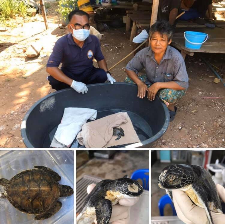 ช่วยเหลือเต่าตนุเกยตื้น ทะเลจันทบุรี