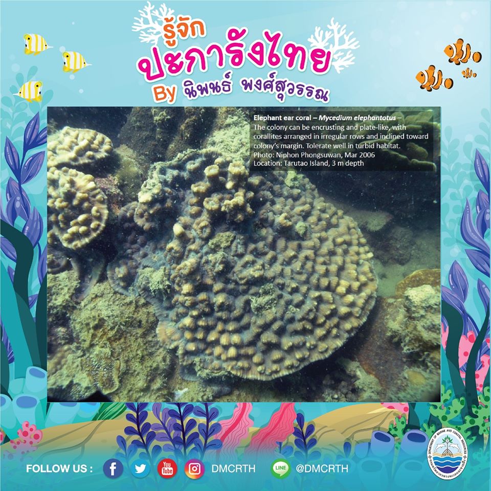 พาท่องโลกใต้ทะเล ทำความรู้จักปะการังวันละตัว #๑๓