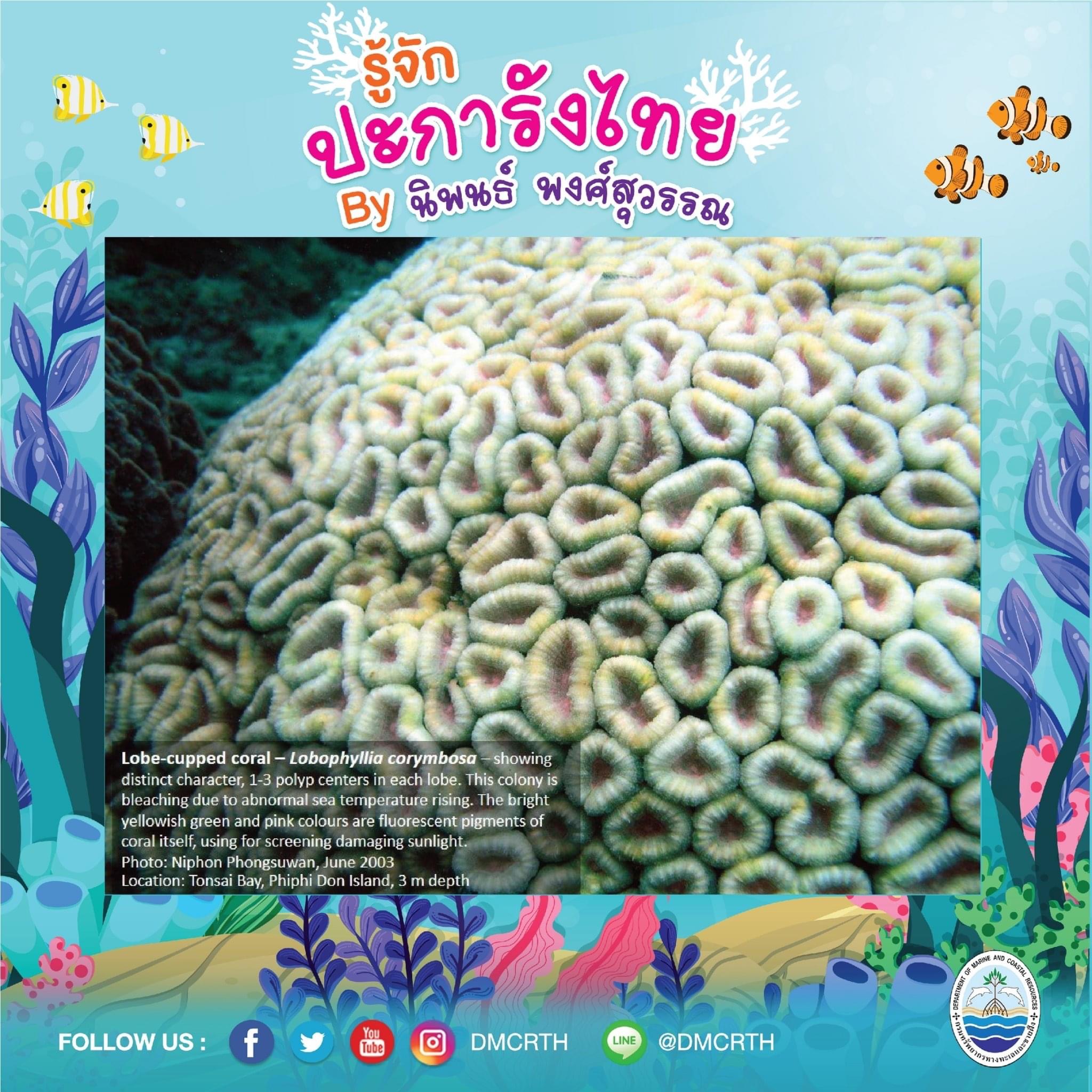 พาท่องโลกใต้ทะเล ทำความรู้จักปะการังวันละตัว #๑๔