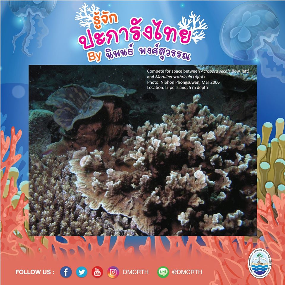 พาท่องโลกใต้ทะเล ทำความรู้จักปะการังวันละตัว #๔๔