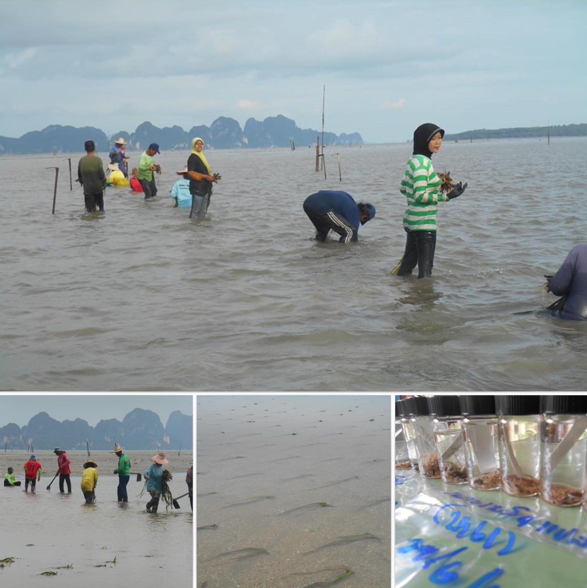 บูรณาการร่วมกับชาวบ้านฟื้นฟูหญ้าทะเล พังงา