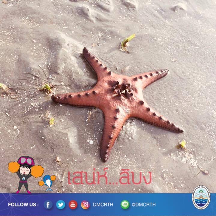 สวัสดี พี่น้องเครือข่ายอนุรักษ์ทะเลไทย