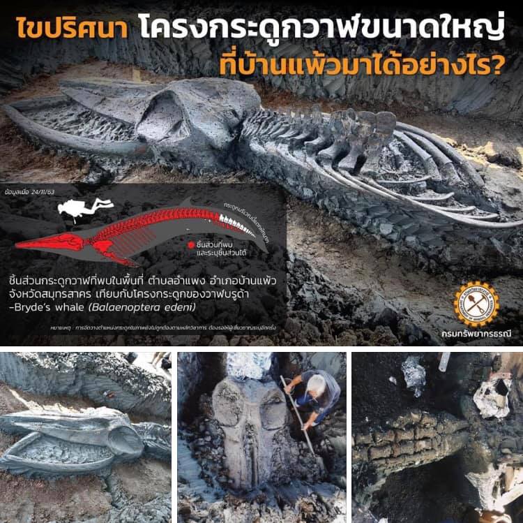 กรมทรัพยากรธรณี เผยผลการขุดโครงกระดูกวาฬสมบูรณ์สุดๆ