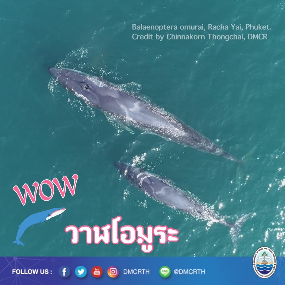 สวัสดี พี่น้องเครือข่ายอนุรักษ์ทะเลไทย