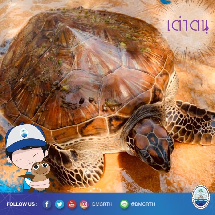 สวัสดี พี่น้องเครือข่ายอนุรักษ์ทะเลไทย