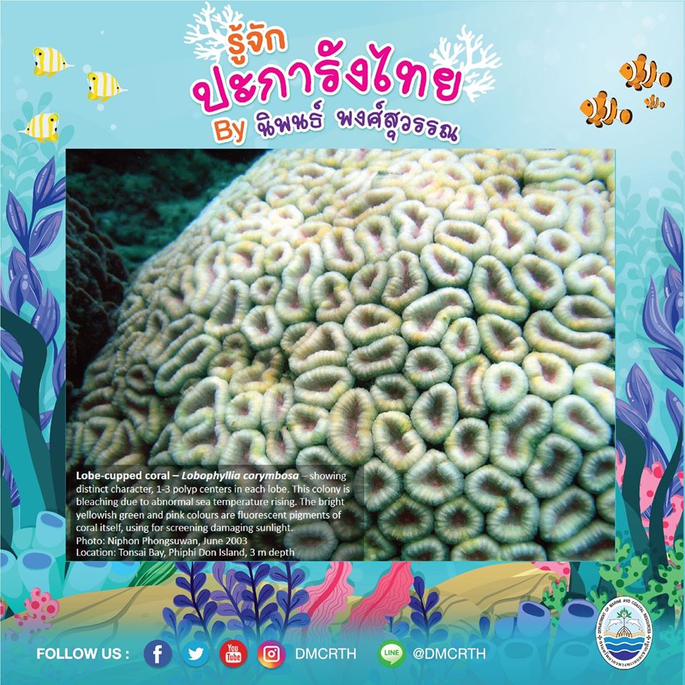พาท่องโลกใต้ทะเล ทำความรู้จักปะการังวันละตัว #๑๔