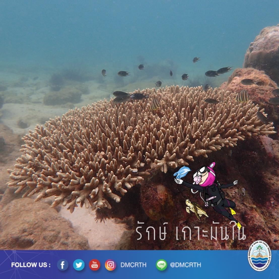 สวัสดี พี่น้องเครือข่ายอนุรักษ์ทะเลไทย