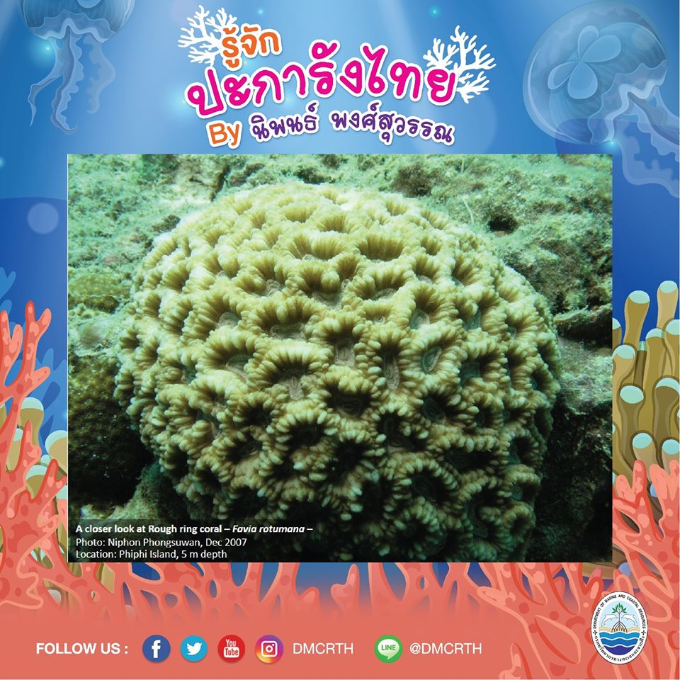 พาท่องโลกใต้ทะเล ทำความรู้จักปะการังวันละตัว #๗๔