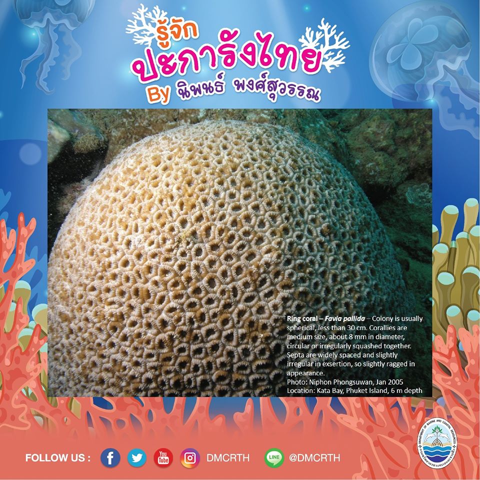 พาท่องโลกใต้ทะเล ทำความรู้จักปะการังวันละตัว #๗๕
