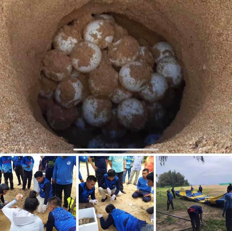 ย้ายรังไข่เต่ามะเฟืองหาดคึกคัก เน้นชัวร์ไว้ในที่ปลอดภัย