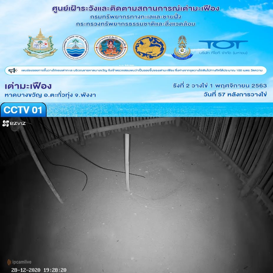 ตามมาส่องกันหน่อย ไข่เต่ามะเฟืองรังที่๒ ของปีพร้อมฟักแล้ว