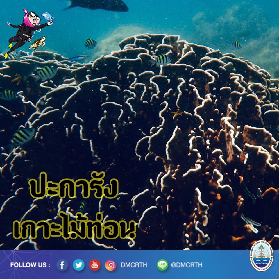 สวัสดี พี่น้องเครือข่ายอนุรักษ์ทะเลไทย