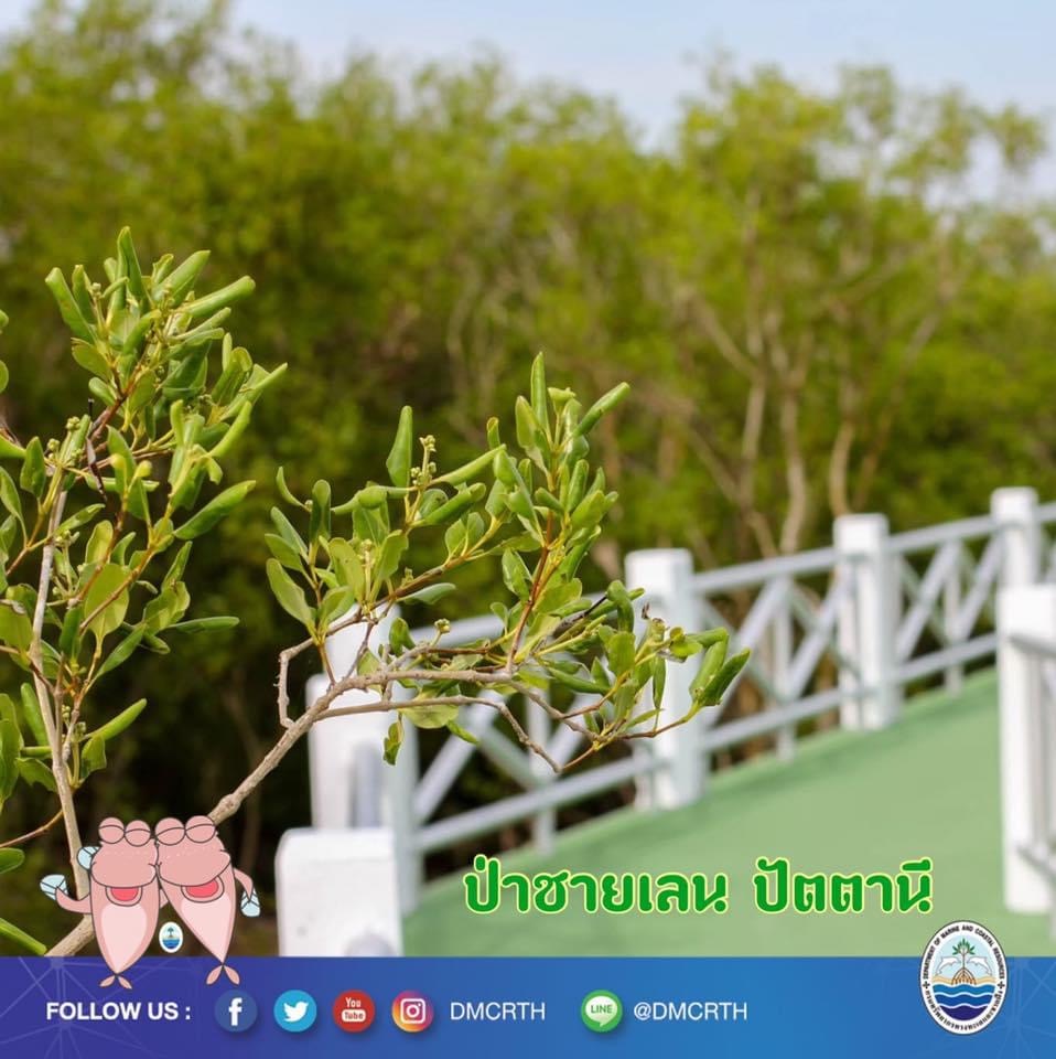 สวัสดี พี่น้องเครือข่ายอนุรักษ์ทะเลไทย