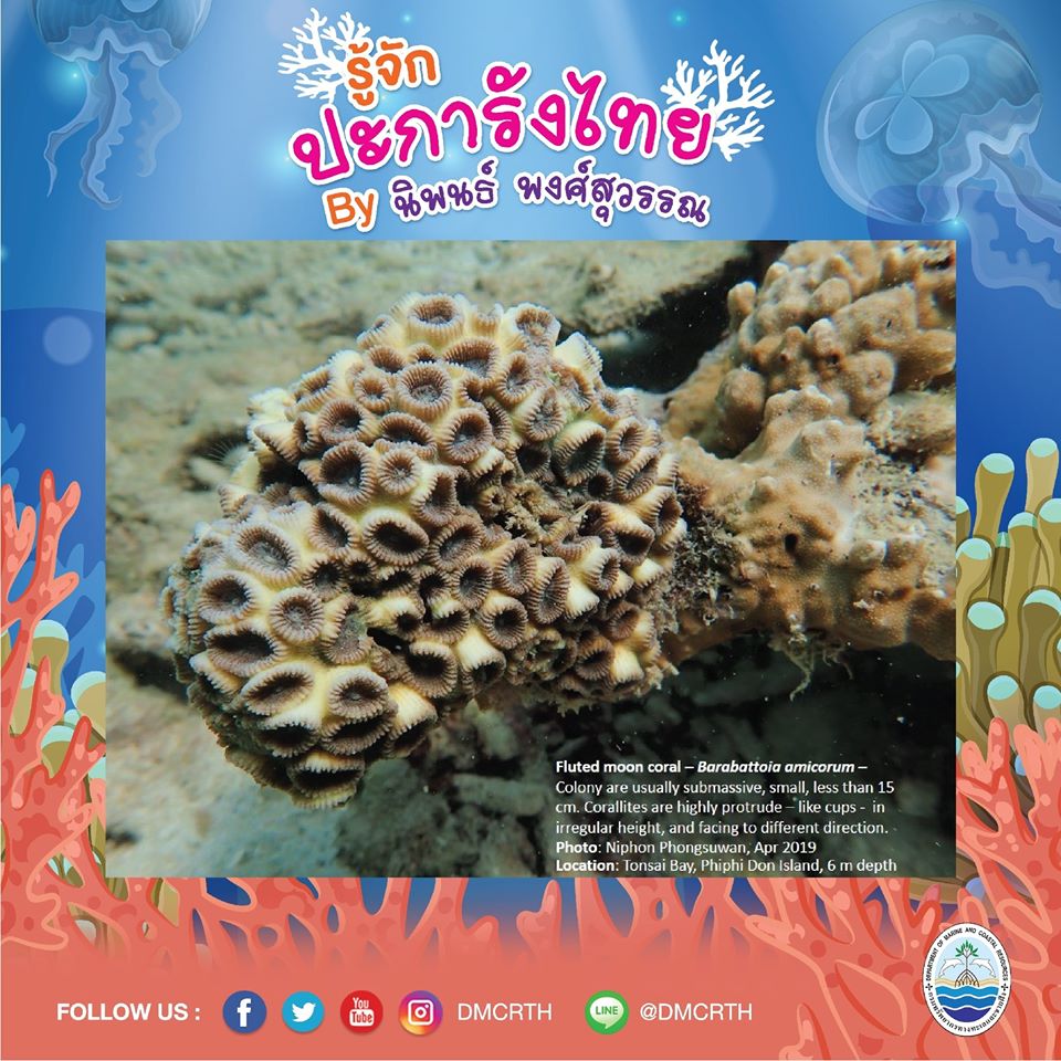 พาท่องโลกใต้ทะเล ทำความรู้จักปะการังวันละตัว #๗๖