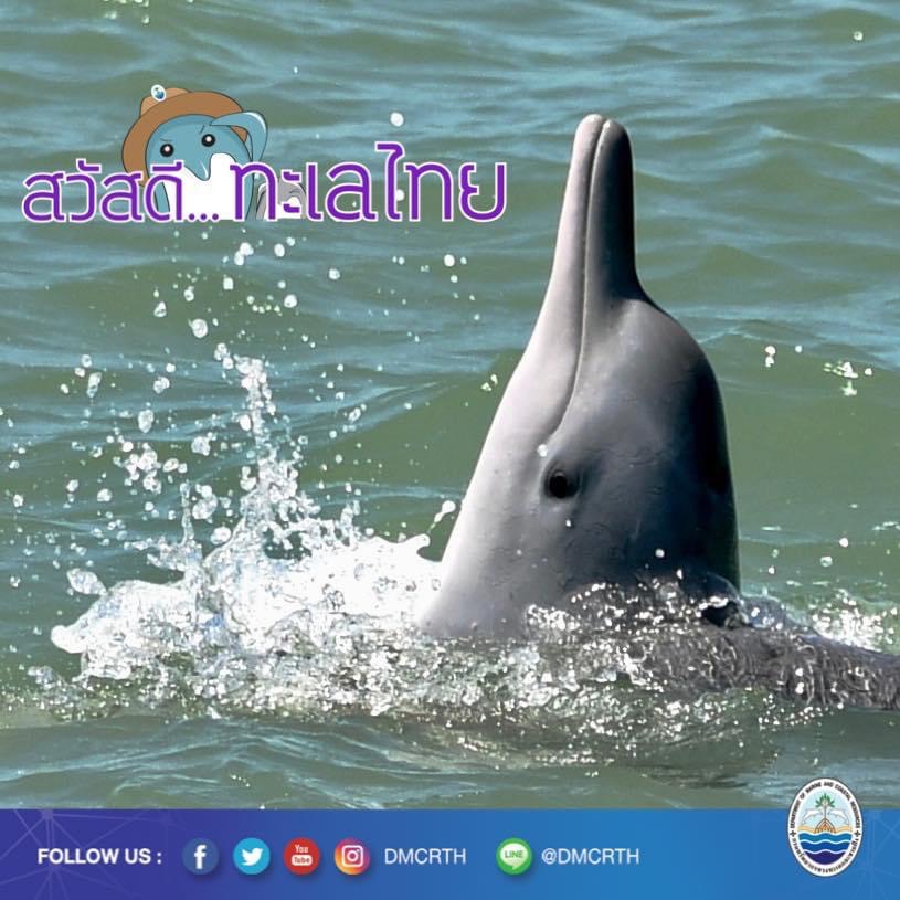สวัสดี พี่น้องเครือข่ายอนุรักษ์ทะเลไทย