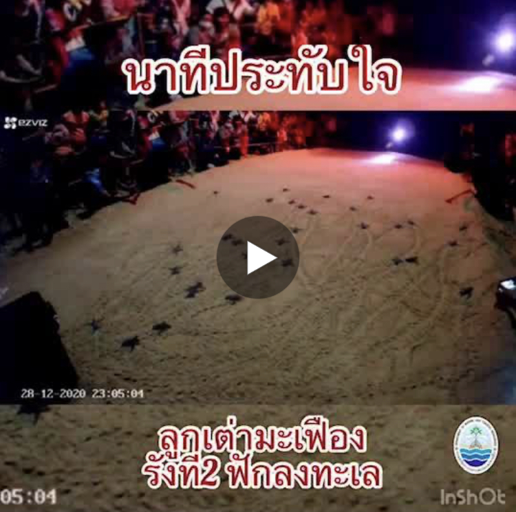ประมวลภาพสุดประทับใจ ลูกเต่ามะเฟืองรังที่๒ ของปี ฟักลงทะเล