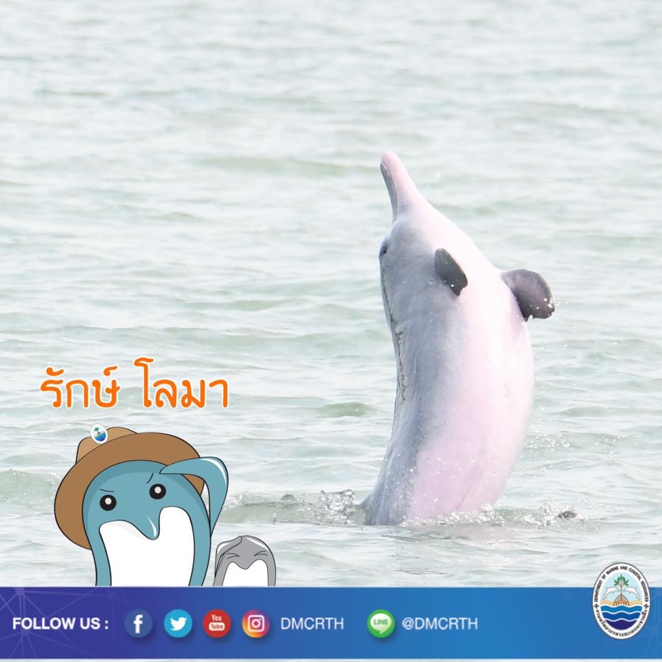 สวัสดี พี่น้องเครือข่ายอนุรักษ์ทะเลไทย