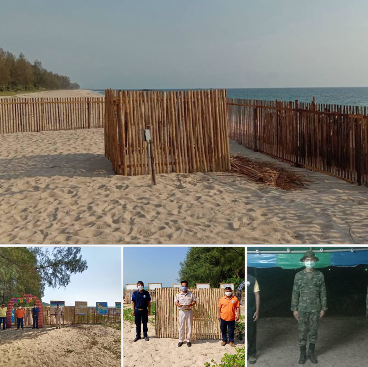 หลุมไข่ทุกแห่งปลอดภัยดี รอลุ้นน้องเต่ามะเฟืองหาดไม้ขาว