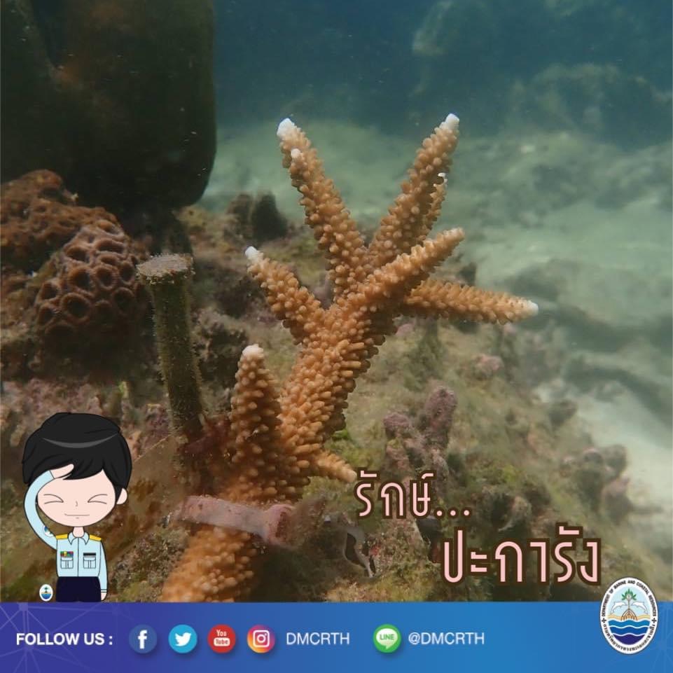สวัสดี พี่น้องเครือข่ายอนุรักษ์ทะเลไทย