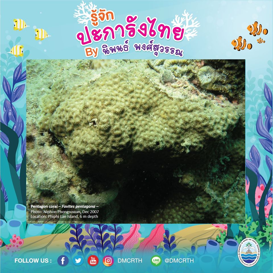 พาท่องโลกใต้ทะเล ทำความรู้จักปะการังวันละตัว #๗๗