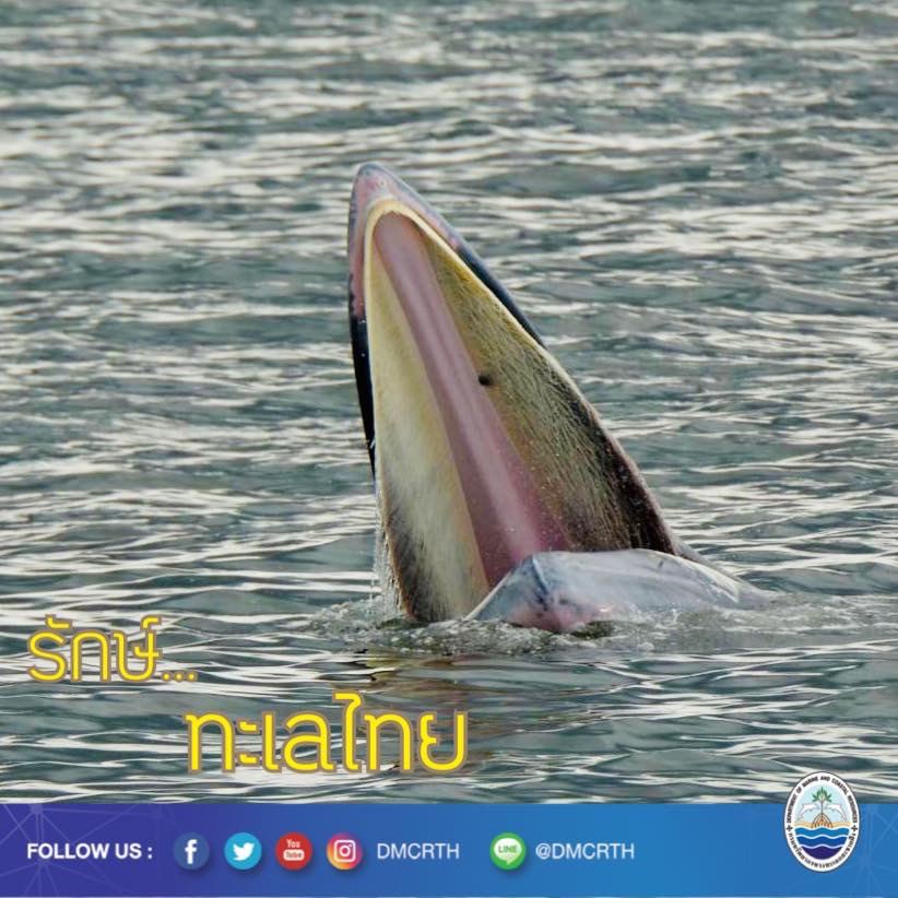 สวัสดี พี่น้องเครือข่ายอนุรักษ์ทะเลไทย