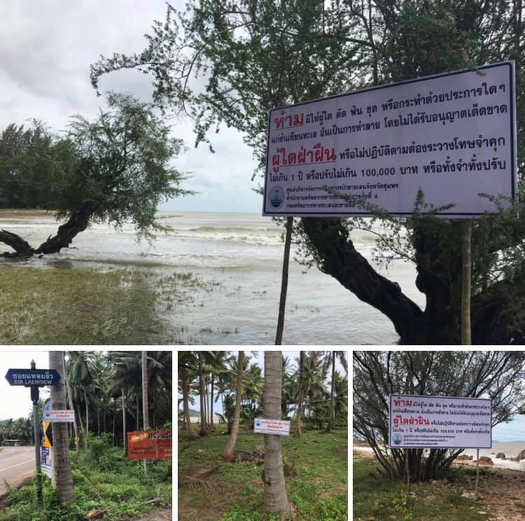 เดินหน้างานอนุรักษ์ต้นเทียนทะเล อย่าตัดอย่าทำลาย