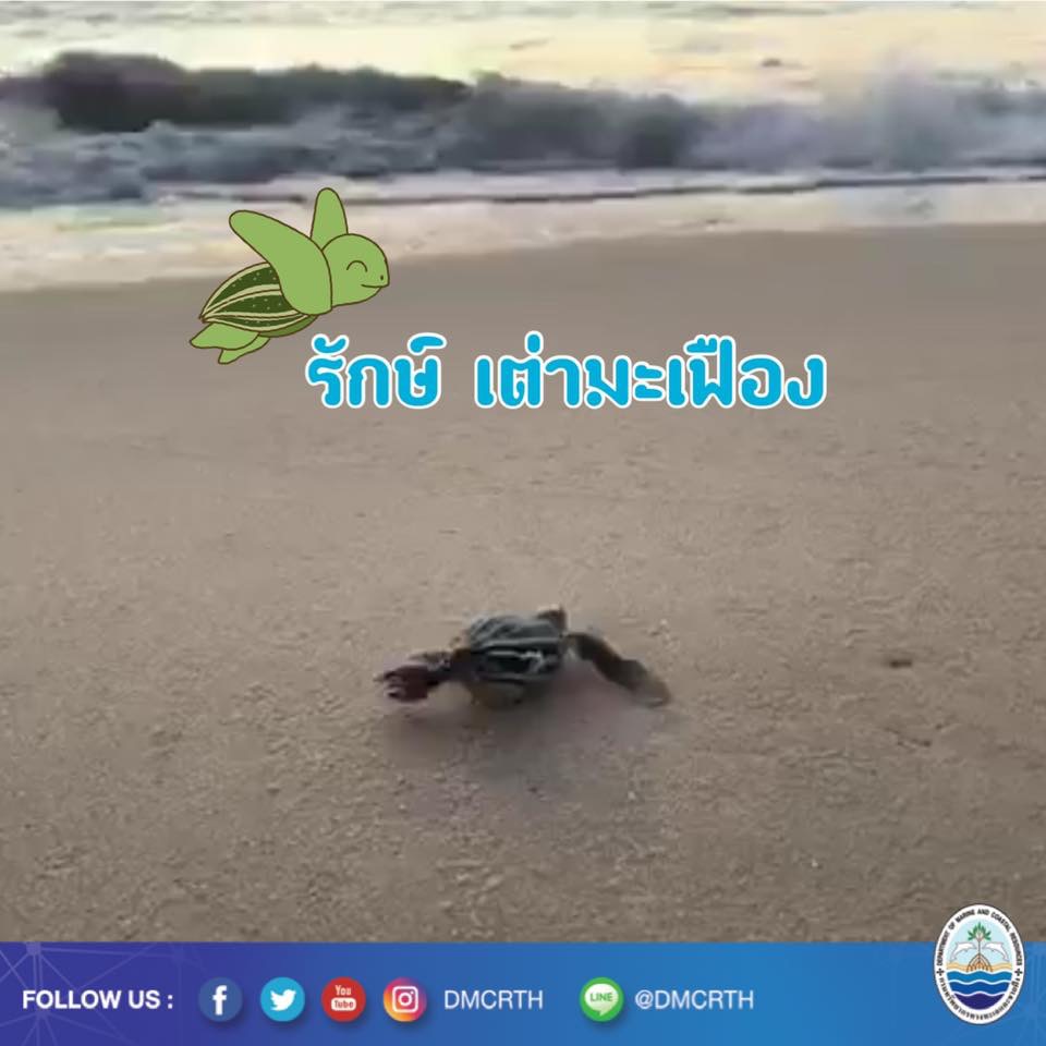 สวัสดี พี่น้องเครือข่ายอนุรักษ์ทะเลไทย