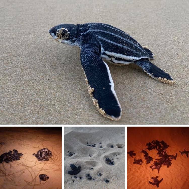 สรุปมหกรรมเต่าโผล่ หลุมไข่เต่ามะเฟืองหาดท้ายเหมือง