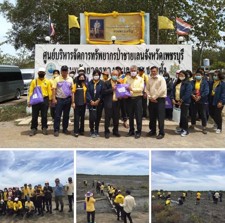 ฟื้นฟูป่าชายเลนบ้านแหลม เพชรบุรี