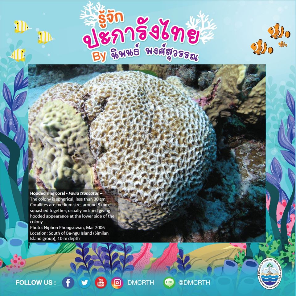 พาท่องโลกใต้ทะเล ทำความรู้จักปะการังวันละตัว #๗๘