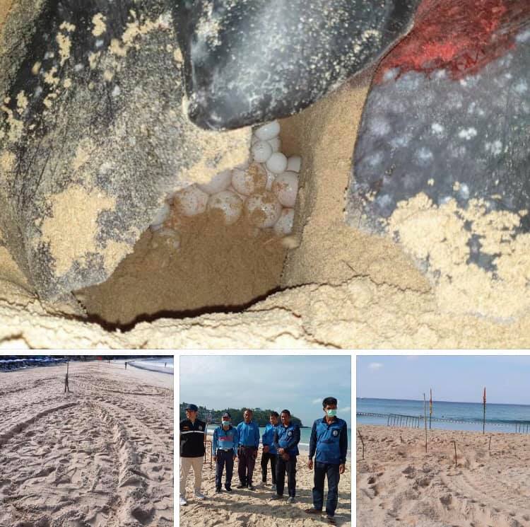 ปังมากแม่ เต่ามะเฟืองวางไข่รังแรกที่ชายหาดกะตะ ทะเลภูเก็ต