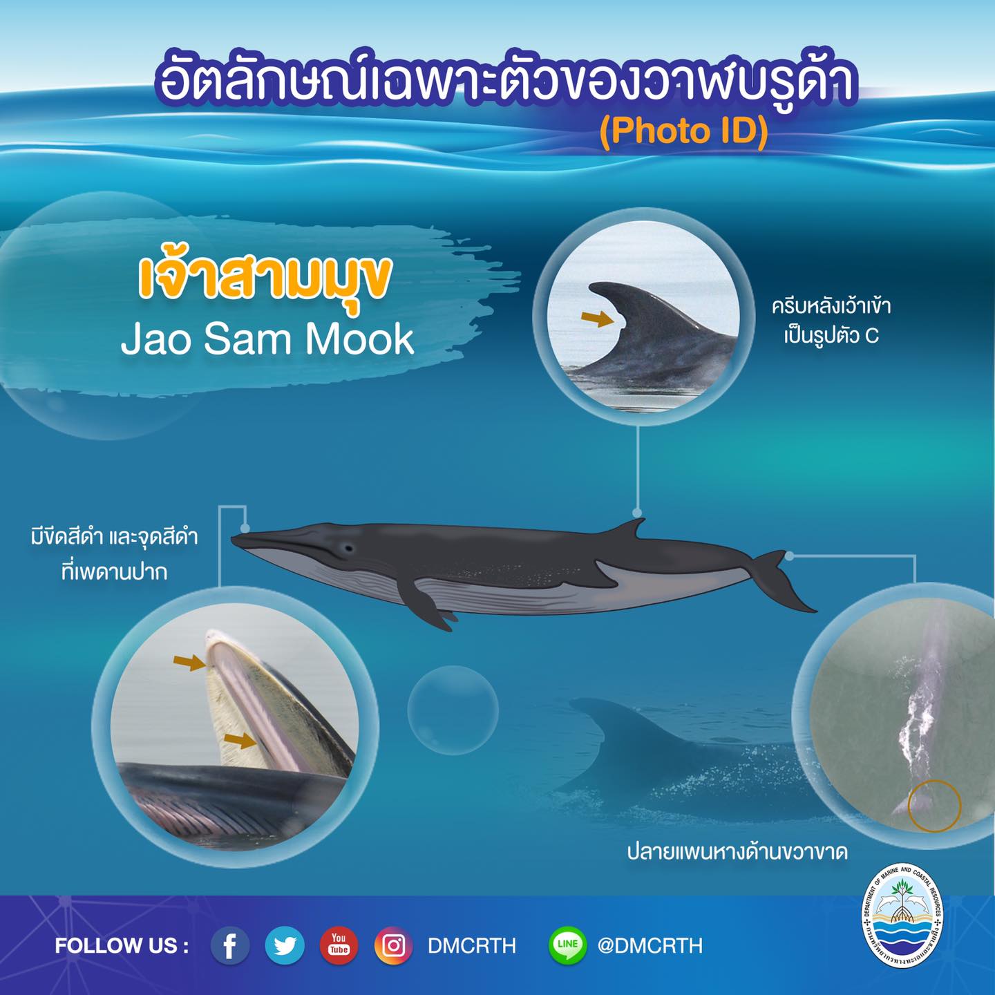 วันละวาฬ มารู้จัก ๖๐ วาฬบรูด้าในน่านน้ำไทย #๕๑ เจ้าสามมุก