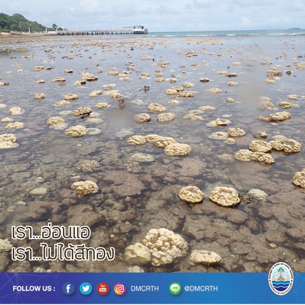 ปะการังฟอกขาวคือ พวกเราอ่อนแอ เราป่วย เราไม่ได้สีทอง