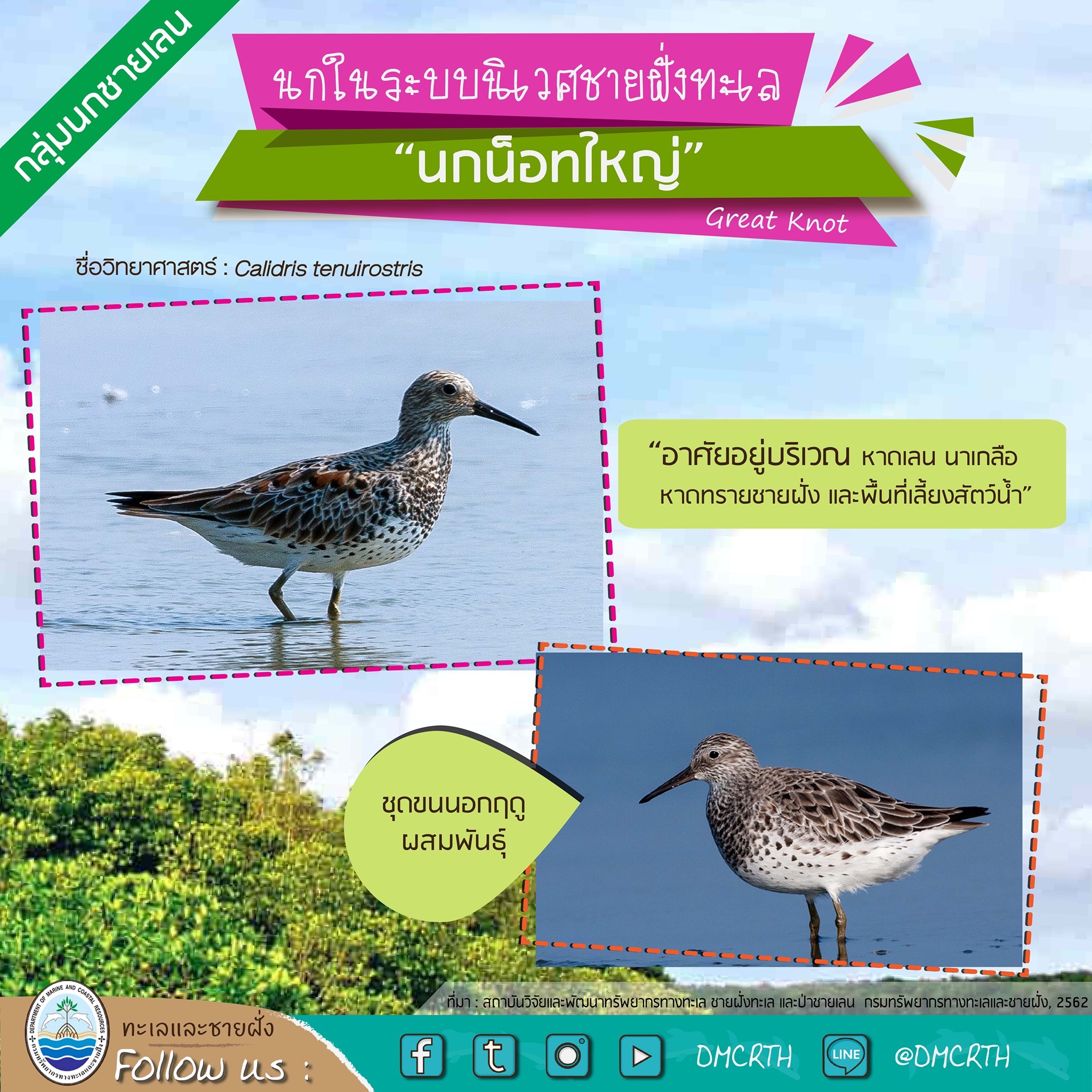 นก ไม่นก ถ้ารู้จักแล้วจะรักนกในระบบนิเวศชายฝั่งทะเลไทย #๑๖