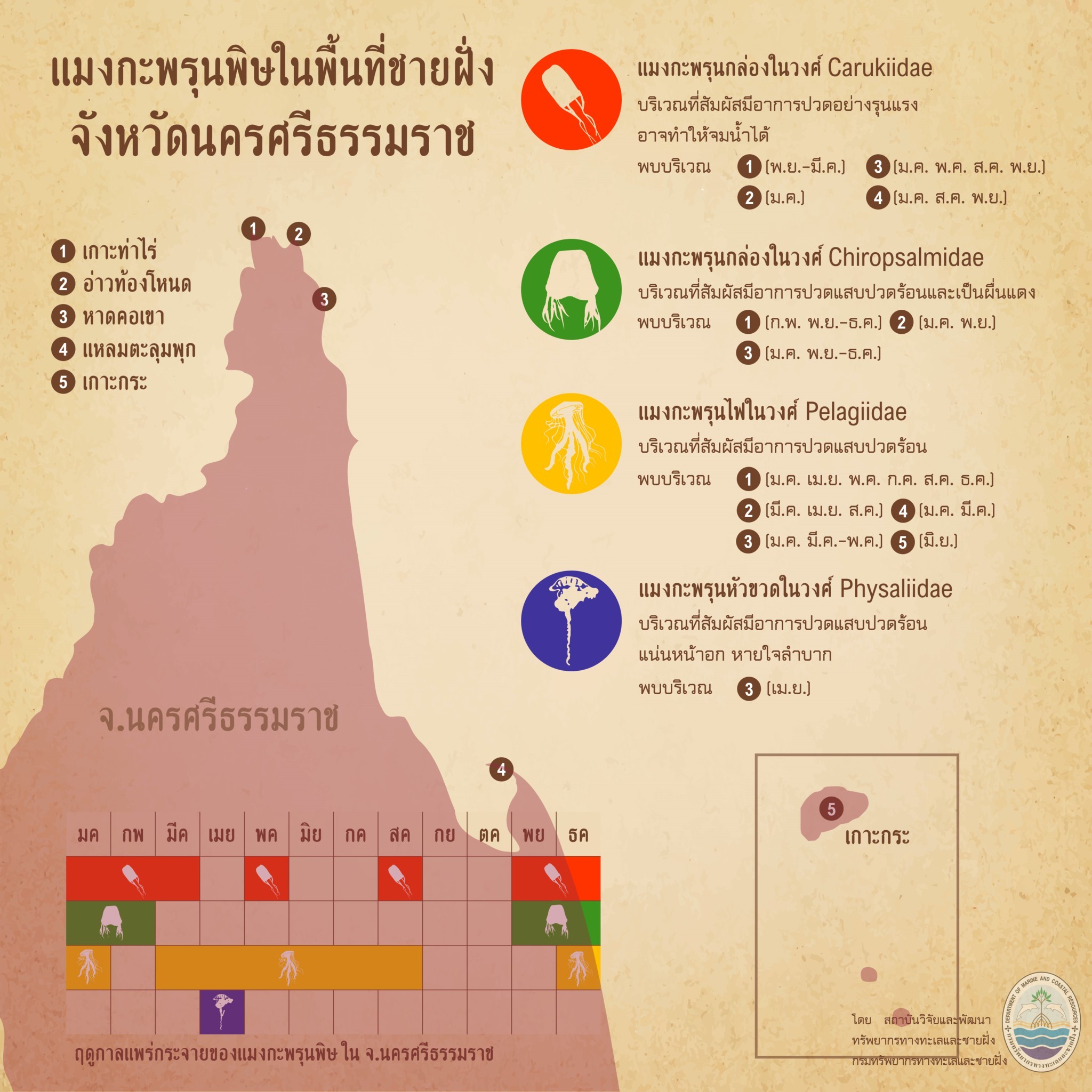 รู้จักกันหน่อยแมงกะพรุนในน่านน้ำไทย ตอนที่ ๑๒ ทะเลนครศรีธรรมราช