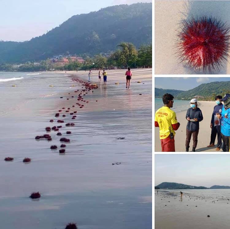 เม่นทะเลนะ ไม่ใช่ใครทำเงาะหล่น พบเกลื่อนหาดป่าตอง