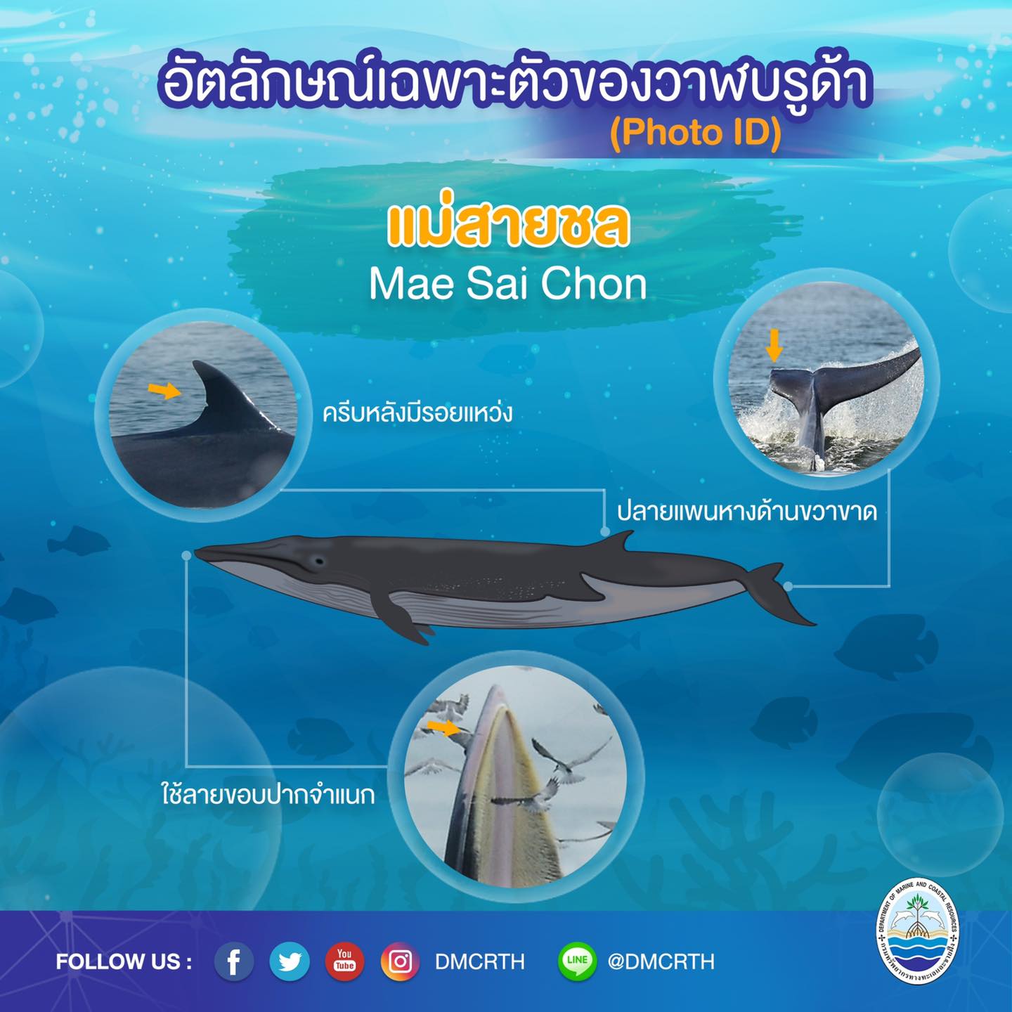 วันละวาฬ มารู้จัก ๖๐ วาฬบรูด้าในน่านน้ำไทย #๕๒ แม่สายชล