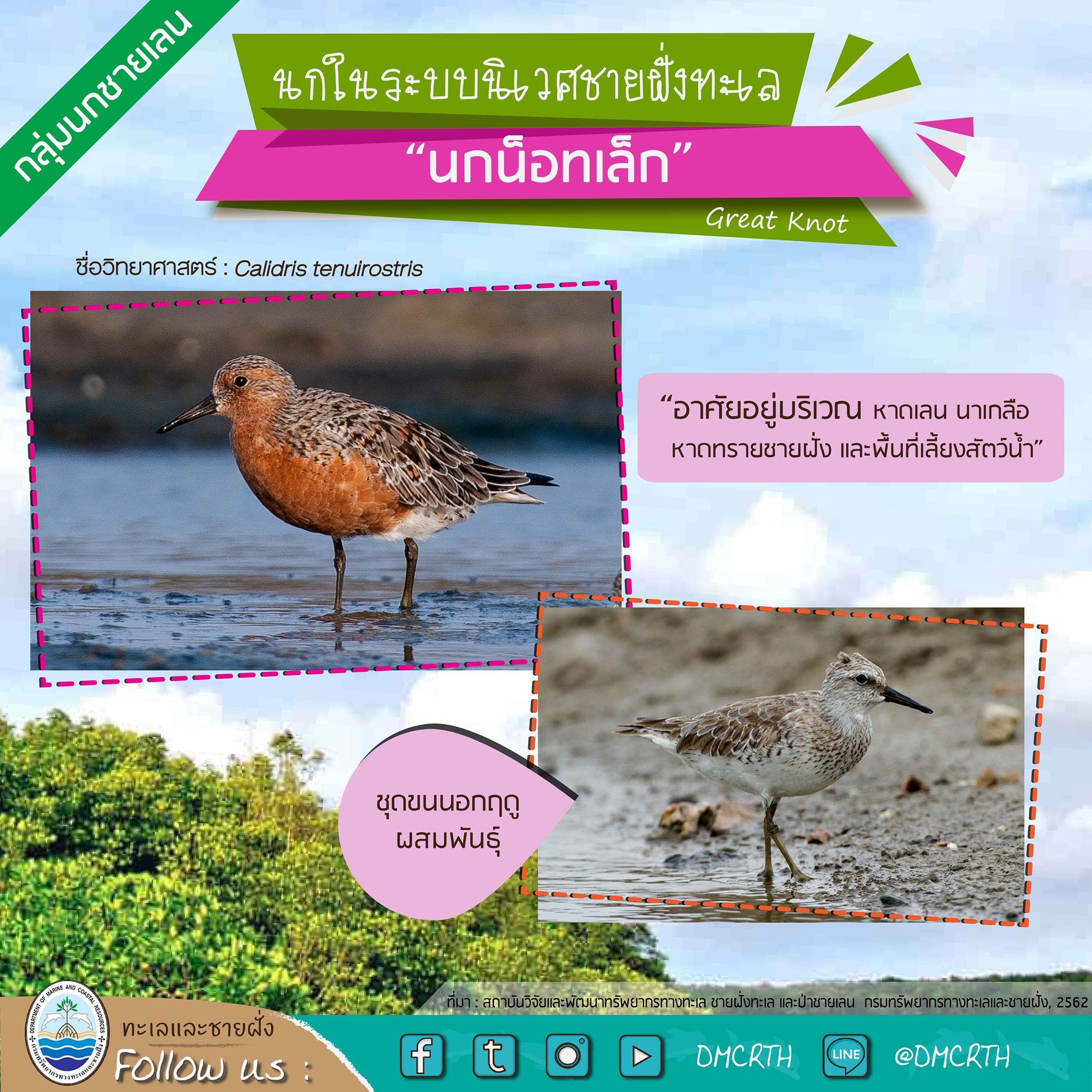 นก ไม่นก ถ้ารู้จักแล้วจะรักนกในระบบนิเวศชายฝั่งทะเลไทย #๑๗